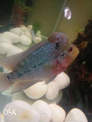 Silver And Red Flowerhorn Cichlid