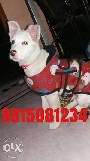 Snow white pomrion Large size 4 months available