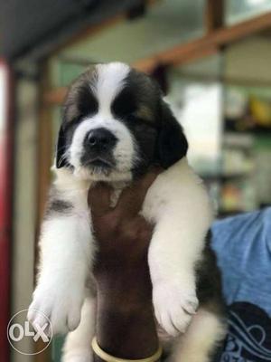 St bernard puppy with paper micro Chip