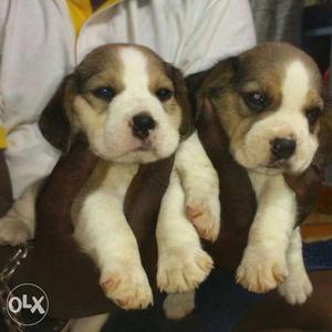 Super Beagle puppies for sell
