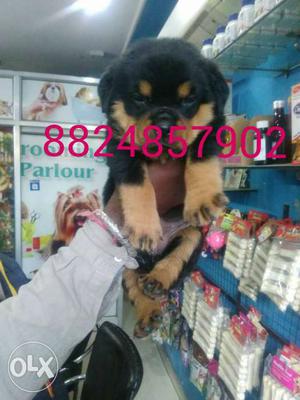 Super Rottweiler puppies available