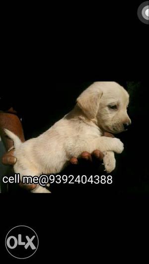 Superb quality breed lab male puppy at