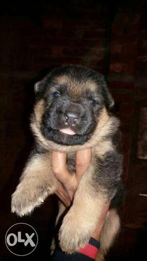 Superb quality german shepherd puppy avilable