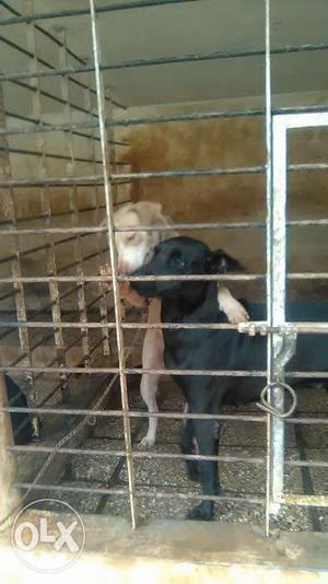 Terrier pitbull female six months old. You can