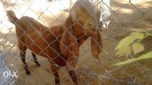 Thalachery - Karachi goats for sale.300per kg