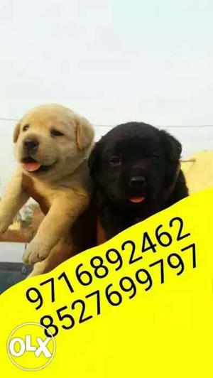 Top breed of Labrador puppies and all types of