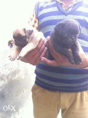 Top quality zblack pug pup male or female full