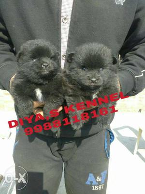Toy breed c.pom puppy available DIYA,S KENNEL