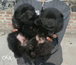 ToyPom Puppies available