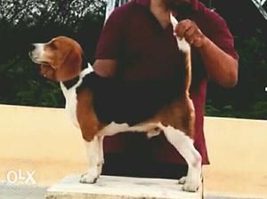 Tri colour 8 months old beagle male for sell with