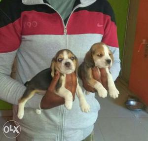 Tricolor Beagle Puppies available