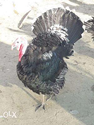Turkey Hen Male