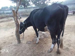 Urgent hf cow with bachhi 13LTR Milk abhi hai 2n