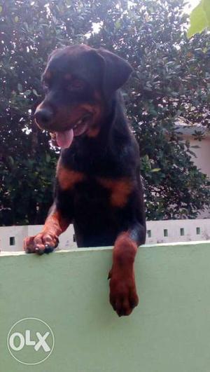 Urgent sale Rottweiler male. price fixed.