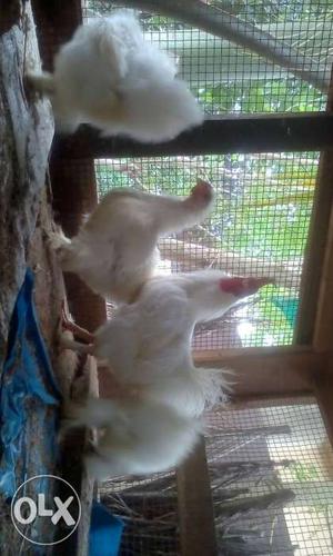 Vaccinated egging pair White silky