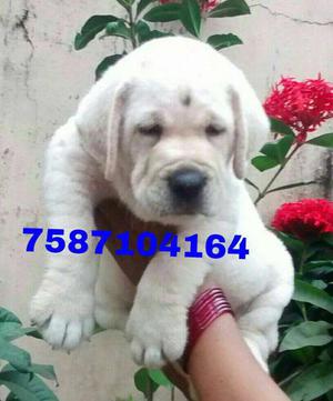 Vaccinated show quality lab puppies available