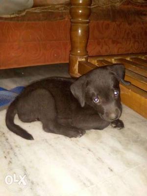 Very Cute Labrador (labra Dog) 2 Months Only pure