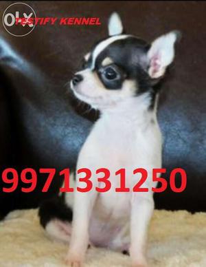Very Very Small Breed Chihuahua Pups Sell Call Testify