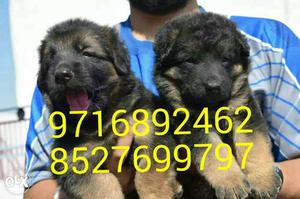 Very attractive..German shephrd pups and many