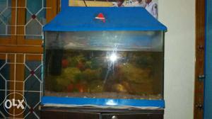 Want to sell my aquarium with 7 fishes.. Filter