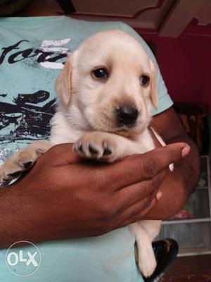 Want to sell new born Labrador puppies call