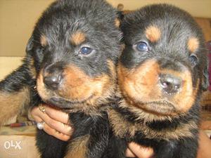= We provide kisi v breed or kisi v quality k puppies