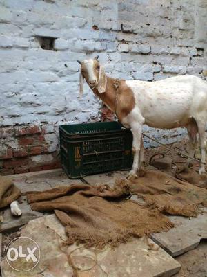 White And Brown Anglo Nubian Goat