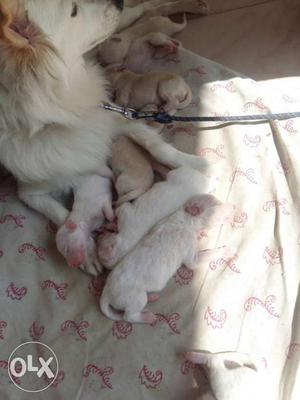 White Indian Spitz And Puppy Litter