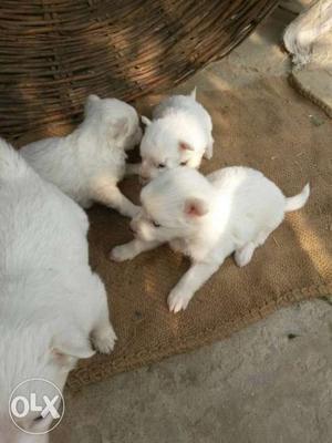 White Indian Spitz Puppy Litter