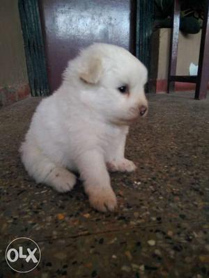 White Small Coat Puppy