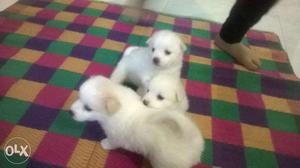 White pomeranians available Both male and female