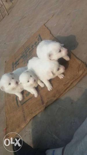 White pure pup 1 month da 3 male 1 female mother