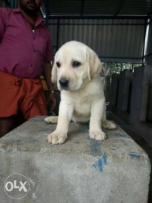 Yellow Labrador Retriever Puppy