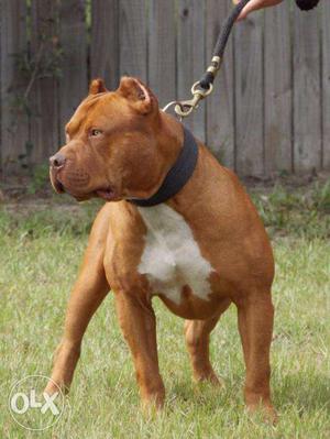 -angel-pet-star-Pit Bull me dog male and fenale pure breed-