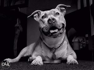 -angel-pet-star-White And Grey American Pit Bull Terrier