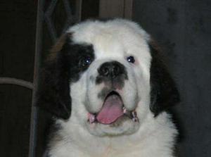 $angelpetworld$ St.bernard puppys available in good quality