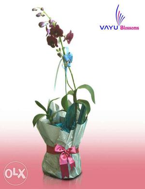 Gift live orchid plant with flowers for all