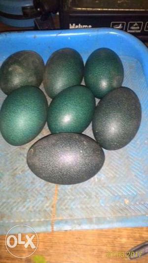 Gray And Green Eggs