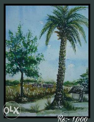 Palm Tree Photo