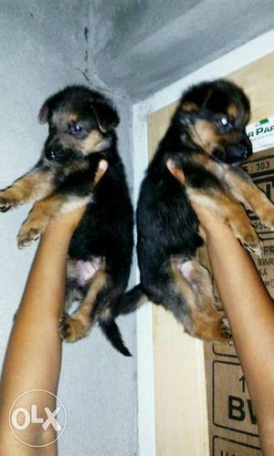 2 Black And Brown Rottweiler Puppies