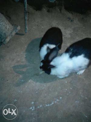 2 Black And White Rabbit