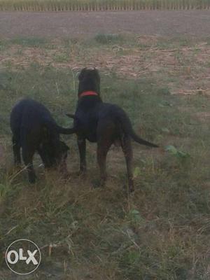2 Black Short Coat Dogs