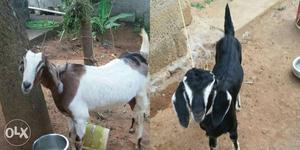 2 Black White Goats