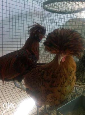 2 Brown And Black Chickens
