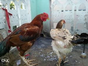 2 Brown And White Chickens
