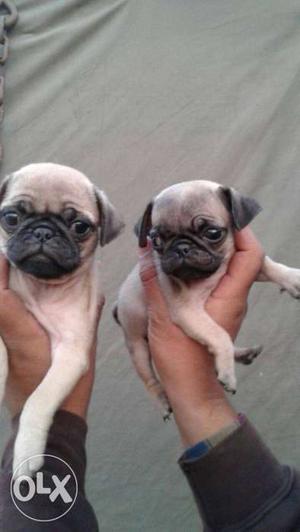 2 Pug Puppies