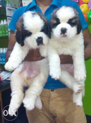 2 White And Black Long Dog Dog
