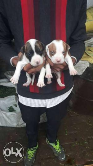 2 White And Brown Puppies  da ik pup