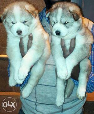 2 White And Gray Siberian Husky Puppies