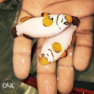 2 White And Yellow Clown Fishes